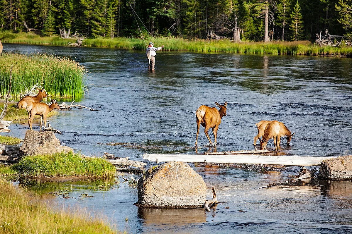 Person fly-fishing with calf elk nearby